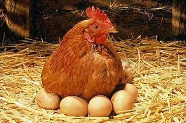 <p><strong>30 tavuğunun olduğunu belirten Temur, Günde 2-3 tane yumurta alıyordum müzik dinletmeye başladıktan sonra 12-13 adet yumurta almaya başladım." ifadelerinin üzerinde durdu.</strong></p>