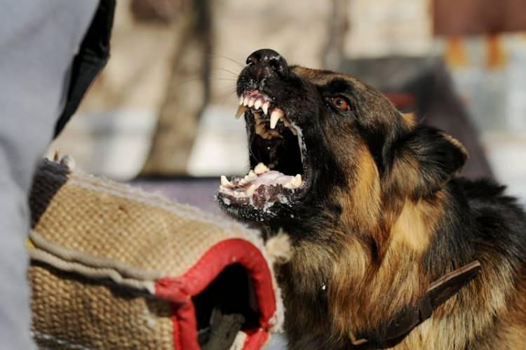 <p>23 Aralık 2021'deki saldırıdan bu yana Durand, çğu rekonstrüktif olan 17 yüz ameliyatı geçirdi. Travmatik olaydan bu yana köpeklere olan sevgisinin azaldığını düşünebilirsiniz, ancak öyle değil. Aslında kendi köpekleri Aspen ve Abby, iyileşme sürecinde ona iyi hissettirmeyi sağlamaya yardımcı oldu.</p>
<p> </p>