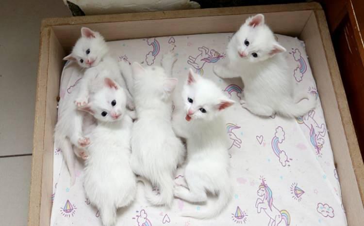 <p>Van Yüzüncü Yıl Üniversitesi (YYÜ) Van Kedisi Araştırma ve Uygulama Merkezi'nde koruma altında tutulan kedilerin birinci doğum döneminde 70 yavru elde edildi.</p>
