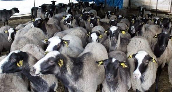 <p>Vatandaşlarımız bunları iyi araştırsınlar. Bu bir dini vecibe olduğu için dikkat edilmeli. Bizim verdiğimiz sözler şöyle, biz şu kiloda size hayvanı veriyoruz, tartıyoruz. Hayvandan ne çıkarsa o 7’ye bölünüyor. Yani şu kilogram net demiyoruz” diye konuştu.</p>
