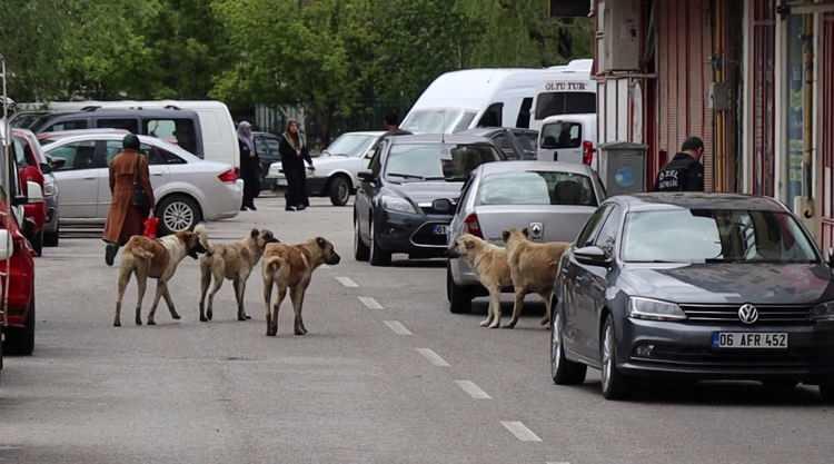 <p>Kendi imkanlarıyla köpeklerden kurtulmaya çalışan Altunok, dengesini kaybederek sokak arasındaki 12 basamaklı merdivenden yuvarlandı.</p>
