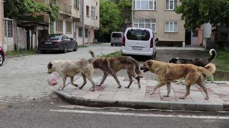 <p>Bir sokak köpeği dehşeti de Erzurum'da yaşandı. </p>
