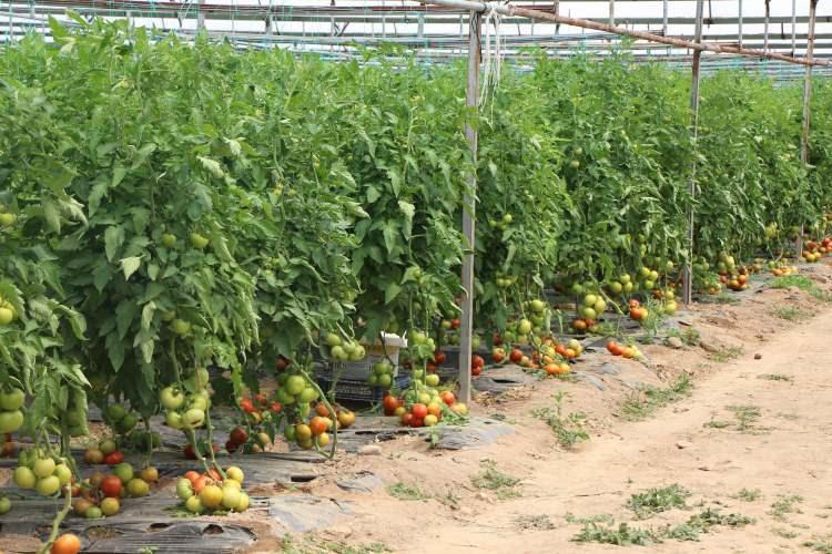 <p>Verimli arazilere sahip kentte yılın ilk domatesini Aksalur köyü Çay Mahallesi'nden Çilli ailesi yetiştirdi. </p>