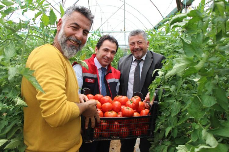 <p>Sebahattin Çilli, özveriyle yetiştirdikleri domateslerin geçen yıla göre 20 gün önceden üretip satışa sunmanın mutluluğunu paylaştı.</p>