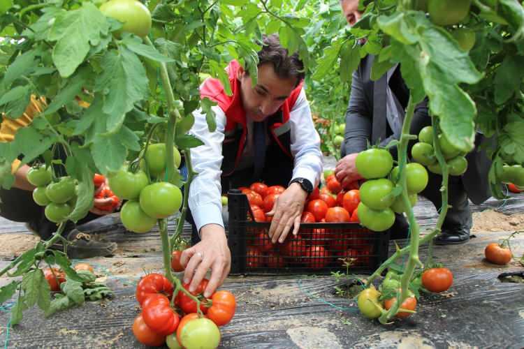 <p>"2024 üretim yılında örtü altı sera ve açık alanda toplam 12 bin 200 dekar alanda yaklaşık 100 bin ton domates rekoltesi bekliyoruz" dedi.</p>
