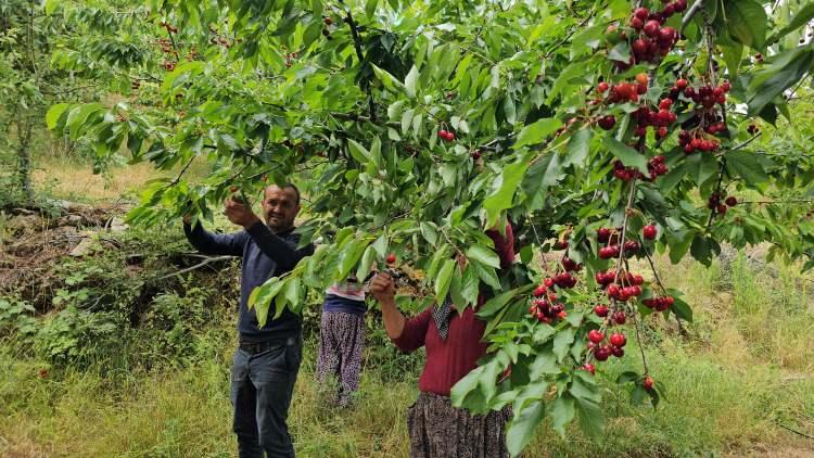 <p>Mahallenin en önemli gelir kaynakları arasında yer alan 3 bin 858 dekar alanda yılda ortalama 2 bin-2 bin 500 ton arasında üretimi yapılan kirazın bu yıl rekoltesinin yüksek olması nedeniyle 3 bin ton üretim bekleniyor.</p>