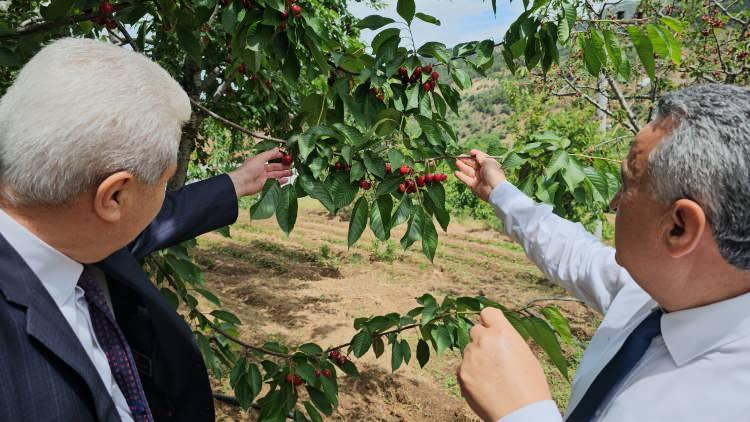 <p>geçen 10 gün zarfında rakamın 135 TL’lere kadar düştüğü belirtildi. Yaklaşık bir buçuk ay sürecek olan kiraz hasadı ile mahallenin önemli ölçüde ihracat geliri elde etmesi bekleniyor.</p>