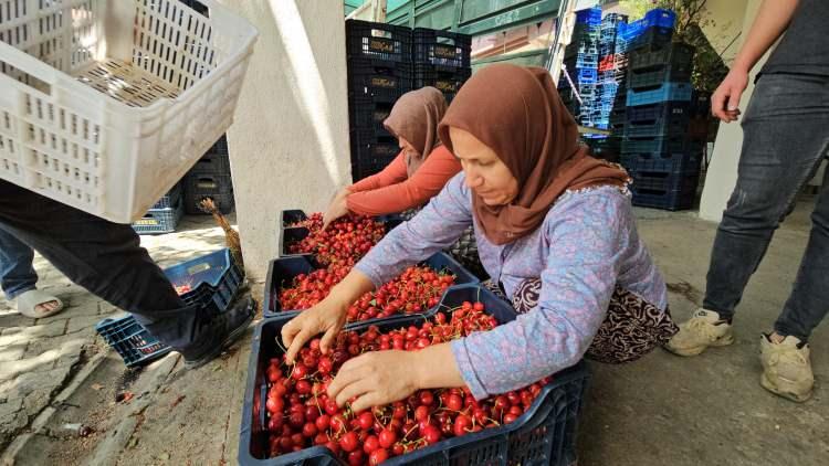 <p> Fiyat aralığımızın da hava şartları el verdiği sürece bu şekilde devam etmesini istiyoruz. Tüm üretici ve ihracatçı arkadaşlara bereketli hayırlı bir yıl diliyoruz” dedi.</p>
