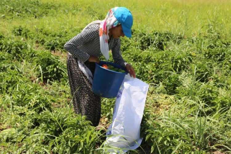 <p>Heba ve çocuklarını kayda aldığımız gece, 1,5 kg yasemin topluyorlar. Kazandıklarının üçte birini arazi sahibine verdiklerinde o akşam için geriye yaklaşık 1,5 dolarlık bir yevmiye kalıyor.</p>
<p> </p>