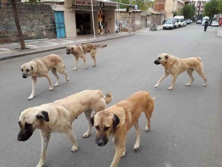 <p>Türkiye'nin gündeminde yüzlece vatandaşın ölümüne sebep olan sokak köpekleri var. </p>
