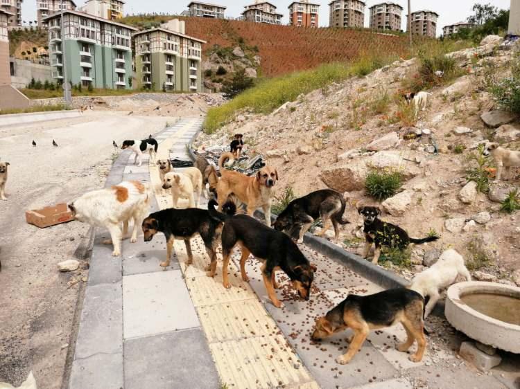 <p>Öte yandan son zamanlarda da artan kuduz vakaları kamuoyunda sık sık gündeme geliyor. Bu karşılık yeni çalışmalar gündemde. </p>
