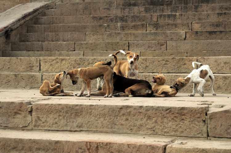 <p>Sabah'ın haberine göre, AK Parti Grup Başkanı Abdullah Güler, sokak köpekleri sorununun çözümü için yapılan çalışmanın çerçevesini anlatarak, şu ifadelere yer verdi: </p>
