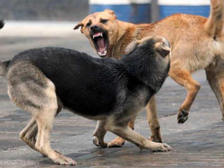 <p><span style="color:#B22222"><strong>DİYANET'TEN SAHİPSİZ HAYVAN G&Ouml;R&Uuml;Ş&Uuml;: OLABİLDİĞİNCE SAHİPLENİLSİN UYUTMAK SON &Ccedil;ARE</strong></span></p>

<p>&nbsp;</p>
