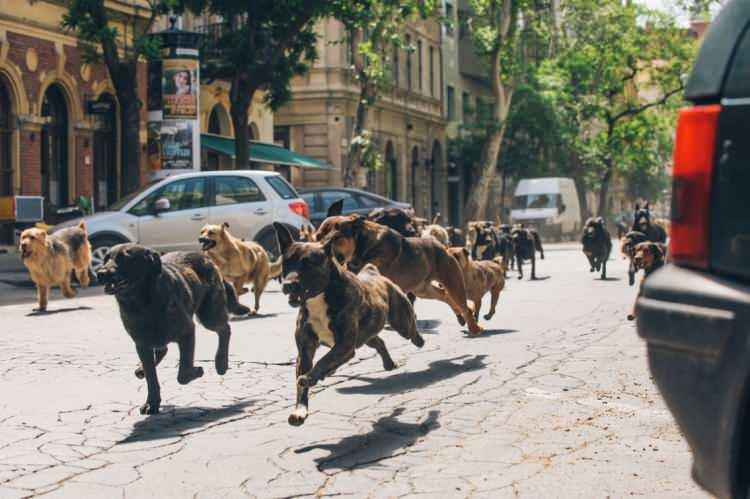 <p>Diyanet İşleri Başkanlığı'na sorulan <em><strong>"Sokak k&ouml;peklerini uyutmak dinimizde caiz midir?" sorusuna verilen yanıtta, akli dengesi yerinde olmayan ya da topluma zarar veren insanlara bile gerektiğinde sakinleştirici ila&ccedil; verildiği veya bir yere kapatıldığına dikkat &ccedil;ekilerek, "İnsanları ve diğer canlıları korumak i&ccedil;in yapılan uyutma uygulamasının dinimizce bir sakıncası yoktur"</strong></em> denildi.</p>

<p>&nbsp;</p>
