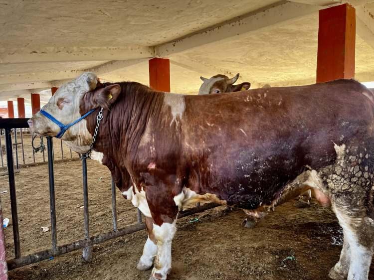 <p>Türkiye’nin hayvancılık bakımından önemli merkezlerden biri olan Ağrı’da, Kurban Bayramı öncesi kurbanlık hazırlıkları hız kazandı.</p>
