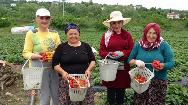 <p>Yıllardır Kayabaşı Mahallesi’nde çilek hasadı yapan Sevgi Akkaya ise kadınlarla birlikte çilek hasadında çalıştıklarını, eğlenerek hasat yaptıklarını söyledi.</p>