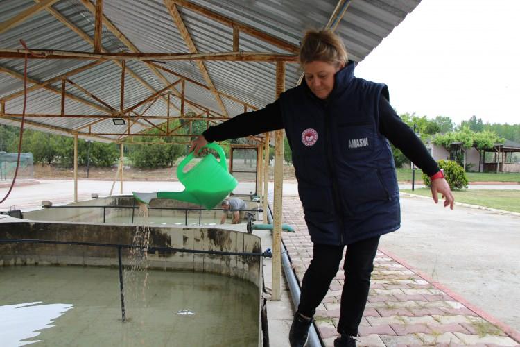 <p>Tarım ve Orman Bakanlığı, sulara bırakıldığında Türk karasularını da aştığı belirlenen bu balıkları tek tek numaralayıp takibini de yapıyor.</p>