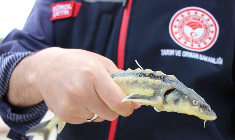 <p>Geçen yıl Samsun’dan Karadeniz’e bırakılan bir balık Bulgaristan’da bulunup bildirilmişti.</p>
