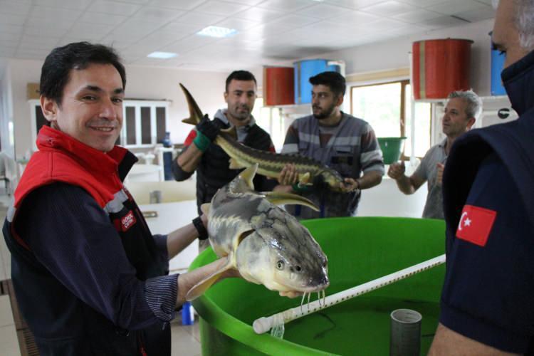 <p>Amasya İl Tarım ve Orman Müdürü Gürol Çetin, yumurtaları Mersin murt ağacının meyvesine benzediği için Mersin balığı adı verilen bu balıklardan 6. yıldan itibaren havyar üretiminin gerçekleşebildiğini belirtti.</p>
