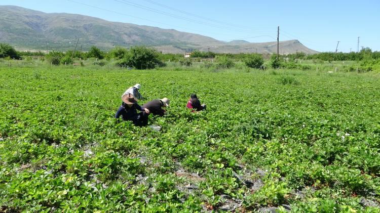 <p>11 kadın kooperatif üyesi ile birlikte hasat yaptıklarını aktaran genç çiftçi taleplerden ise memnun olduklarını kaydetti.</p>

<p> </p>
