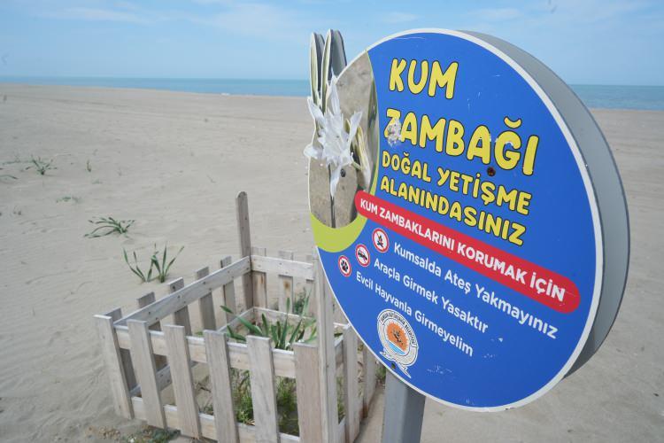 <p>Özellikle Atakum ilçesi İncesu mevkisinde açan kum zambaklarının korumak amaçlı Samsun Büyükşehir Belediyesi tarafından uyarı tabelaları konulsa da bazı vatandaşlar kum zambağının koparılmaması gerektiğini bilmiyor. </p>