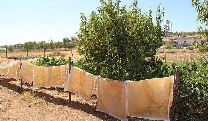 <p>"Hasenik pestilinin T&uuml;rkiye ve d&uuml;nya &ccedil;apında tanınırlığını artırmak i&ccedil;in kurum olarak fuarlara katılım sağlanacak, tanıtım videoları, filmleri &ccedil;ekilecek, broş&uuml;r ve kitap&ccedil;ıklar hazırlanacaktır. Y&ouml;reye &ouml;zg&uuml; &uuml;r&uuml;nlerin yok olmaması ve katma değerli &uuml;r&uuml;nlere d&ouml;n&uuml;şt&uuml;r&uuml;lmesi i&ccedil;in kurum olarak faaliyet ve projelere tam hız devam edeceğiz."</p>
