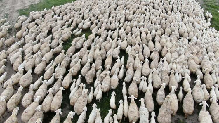 <p>Koruyucu hekimliği iyi yapılmadığı, aşı ve ilaçlar düzenli, doğru kullanılmadığı zaman hayvan tüm hastalıklara karşı açık hale gelir” dedi.</p>
