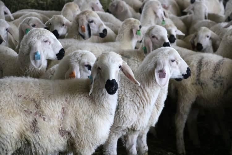 <p>Üreticilerde bu koyun ırkının daha fazla yetiştirilmesini öneriyorum. Geçen yıl doğum oranı yüzde 35 civarlarındaydı. Her yıl ikiz doğan erkekleri ayırıyoruz. İkiz doğan dişileri de damızlığa ayırıyoruz.</p>
