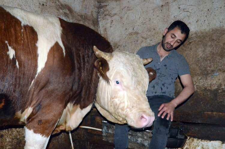 <p>Kars'ın Sarıkamış ilçesi İstasyon Mahallesi'nde büyükbaş hayvan besiciliği yapan Savaş Çakal'ın (32) yetiştirdiği 3 yaşındaki simental cinsi "Alaca fırtına" alıcısını bekliyor.</p>