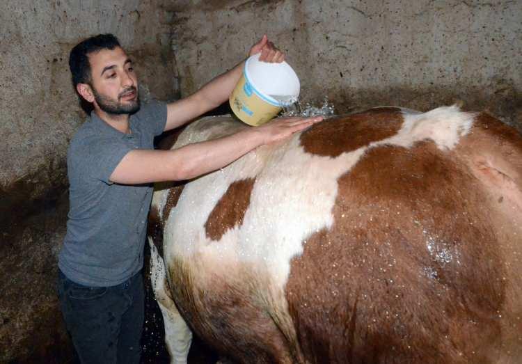 <p><strong>Boğaya her gün şampuanla duş aldırıyor</strong></p>
