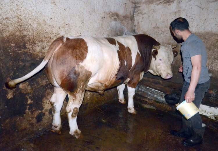 <p>Besici Savaş Çakal, AA muhabirine, çok büyük emek vererek yetiştirdikleri hayvanları Kurban Bayramı'nın yaklaşmasıyla satışa sunduklarını söyledi.</p>