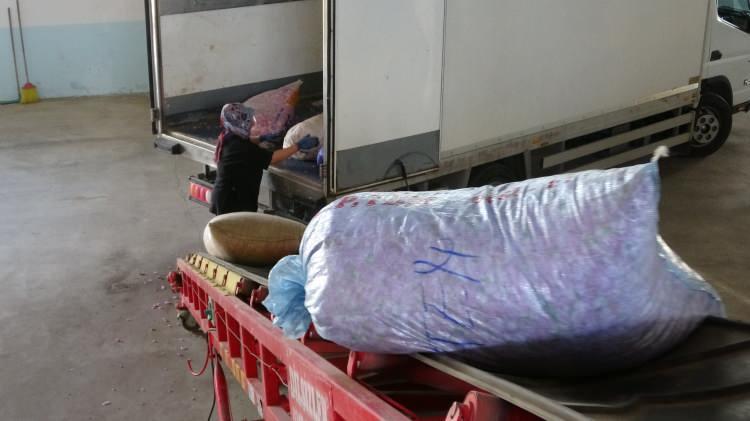 <p>Türkiye'nin gül bahçesi Isparta'da gül çiçeği hasadı aralıksız olarak devam ediyor. Sabahın erken saatlerinde toplanan güller, kantarlarda tartıldıktan sonra fabrikalara ulaştırılıyor. Fabrikalarda gül çiçeklerinden gül yağı, ve gül suyu elde ediliyor.</p>