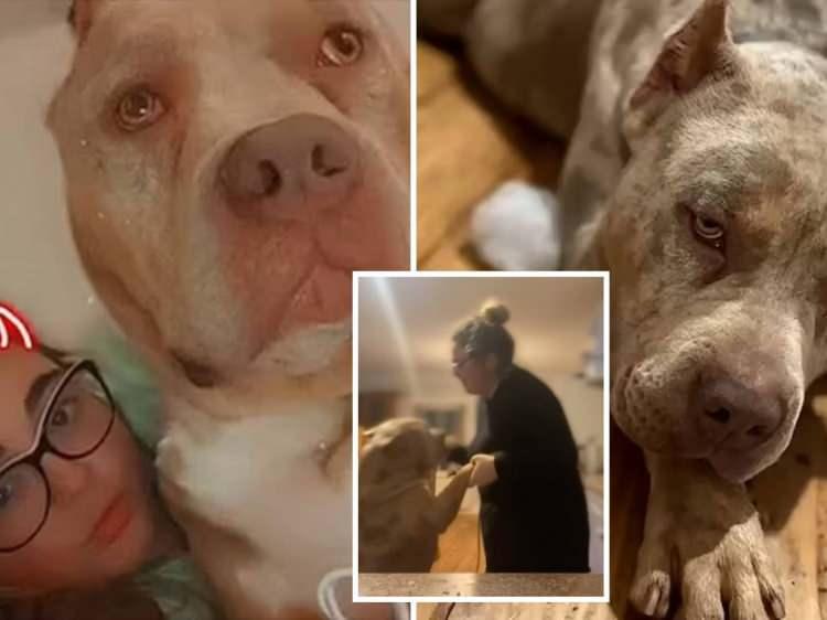 <p>Morey'nin büyükbabası O'Donnell'ın yaptığı açıklamaya göre; doğum günü kutlamasından eve döndüğünde, kapıyı açmış ve köpeği ona saldırmıştı.</p>