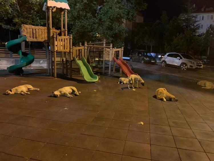 <p>Köpeklerden insanlara geçen bazı parazitlerin etkisinin ölümcül derecede olabildiği belirtiliyor.</p>

<p> </p>
