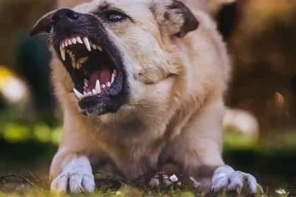 <p><span style="color:#B22222"><strong>KÖPEKLERİN PARKLARDA BIRAKTIKLARI DIŞKILAR TEHLİKE SAÇIYOR</strong></span></p>

<p> </p>

<p>Köpeklerin parklara bıraktığı dışkılardaki çeşitli parazitlerin yumurtalarının kum veya toprağa karışarak buralarda oynayan çocuklara bulaşabiliyor.</p>
