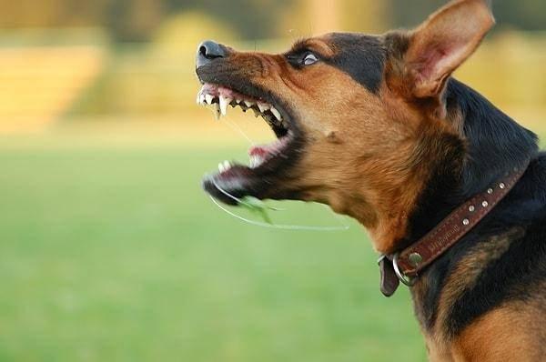 <p>Türkiye'de, bazı gelişmiş ülkelerde olduğu gibi, köpek dışkılarının sahipleri tarafından toplanmıyor, parklarda bunların biriktirilebileceği dışkı kutuları, dışkı poşetleri veya özel tuvaletler bulunmuyor.</p>
