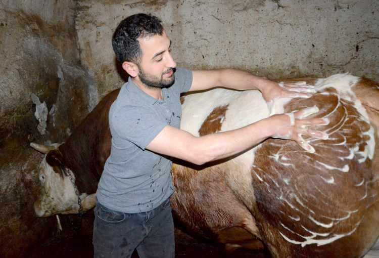 <p>Arpa kırması ve özel yemlerle besiye alınan boğanın 3 yaşına geldiğini ve satışa sunduklarını anlatan Çakal, boğanın ismini rengi ve beslenmesinden dolayı verdiklerini belirtti.</p>