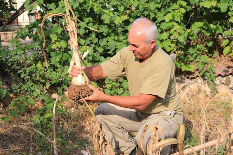 <p>Adana'da aile hekimi doktor Ali Tuna'ya (58), 2018 yılında arkadaşı öğretmen İdris Temiz (33) Tayland'dan getirdiği 1 diş fil sarımsağını (Elephant Garlic) ekmesi için verdi.</p>
