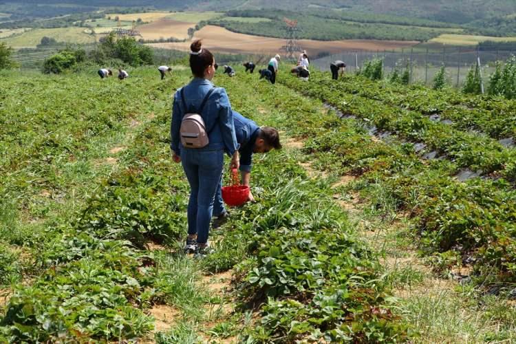 <p>Ailesinin desteğiyle çilek bahçesi kuran Kurt, geçen yıl 15 ton çilek elde etti. Kurt, aynı zamanda tarlasını ziyaretçilere açarak çilekleri dalından toplamak isteyenlere de satış yapıyor.</p>