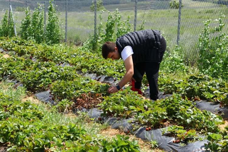 <p>"Çilek mayıs ayında olmaya başlıyor, kasım ayına kadar devam ediyor. Ürün sürekli kendini tekrarlıyor. İsteyen herkes bu tarihler arasında bahçemize gelip çilek bulabilirler. </p>