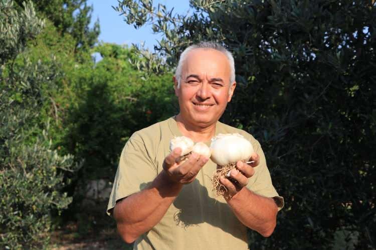 <p>Sarımsağın büyüklüğü nedeniyle gören bir daha dönüp bakıyor. 6 yıldır ektiği sarımsaktan yüzlerce tohum elde eden Tuna, bu sene 1 dönüm tarla kiraladı ve orada ekim yaptı. Yüzlerce kilogram sarımsak hasat eden Ali Tuna, bu sene de o sarımsakları yine ekip tohumlarını çoğaltacak.</p>

<p> </p>
