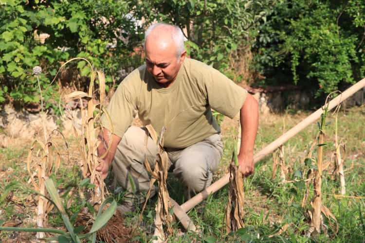 <p>Merkez Çukurova ilçesindeki evinin bahçesine sarımsağı eken Tuna, normallere göre 3-4 kat büyük bir sarımsak elde etti. Bunun üzerine elde ettiği sarımsağı tekrardan eken Tuna sarımsağı çoğaltarak yetiştirmeye devam etti.</p>

<p>​</p>
