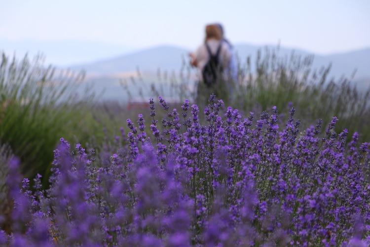 <p>Burada insanlar fotoğraf çekip, stres atarak mutlu bir şekilde buradan ayrılıyor. Tekirdağ'ın mor renkli tarlaları güzel anılar biriktirmek isteyenleri bekliyor." dedi.</p>