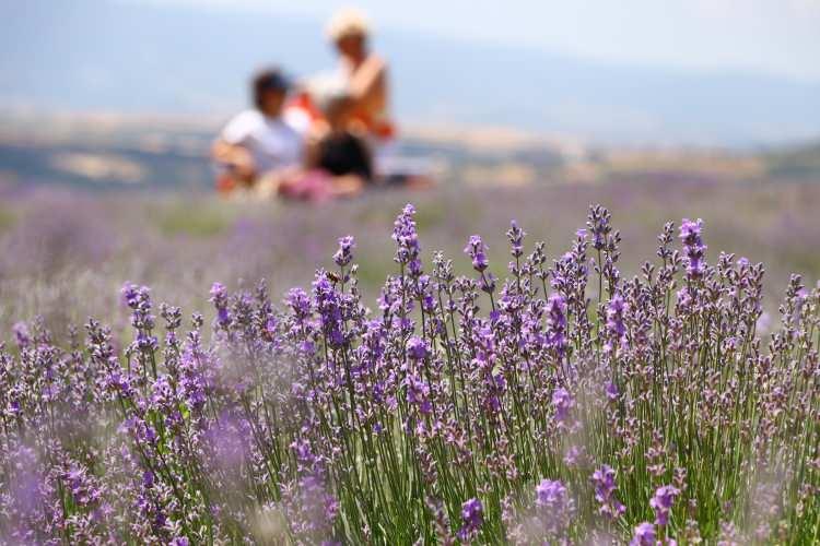 <p>Lavanta tarlasında çok güzel fotoğraflar çektiklerini ifade eden Yiğit, burada enerjisi yüksek güzel bir gün yaşadıklarını sözlerine ekledi.</p>