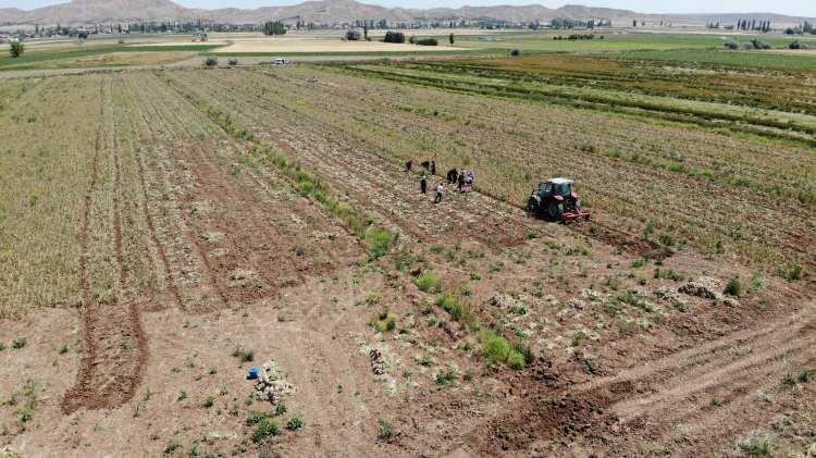<p>Üretici Aydın Öngün (66) tarafından üretilen sarımsak bu yıl yağışların yüksek olması nedeniyle yüzleri güldürdü.</p>
