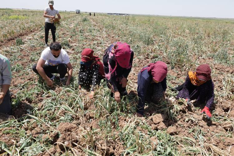 <p>Bu zamana kadar yaptığımız hasatlarda ortalama 1 ton 600 kilo ile 1 ton 900 kilo aldık. </p>
