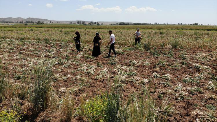 <p>Bu yıl bizim 7. yılımız ama mevsim şartları ve iklim değişikliği nedeniyle bu yıl biraz daha 15 gün önden geldi.</p>
