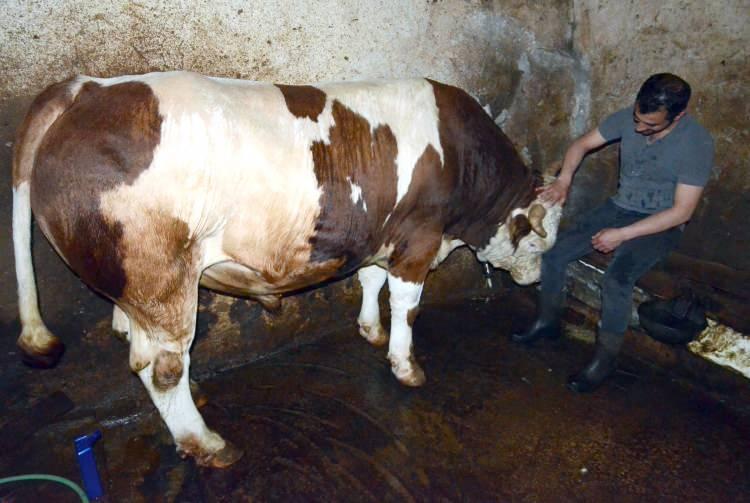 <p>Eğitim hayatının ardından ata, dede mesleği besiciliği babasıyla sürdüğünü dile getiren Çakal, hayvancılığı severek yaptığını anlattı.</p>
<p> </p>