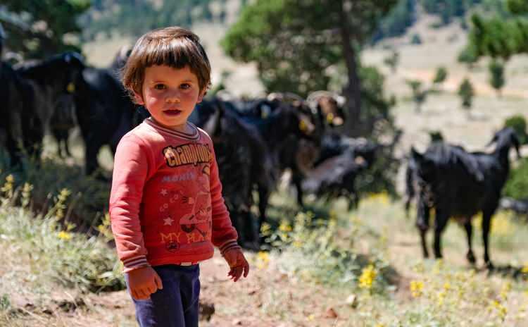 <p> Yol boyunca çadır kurup mola vererek, Konya'nın Hadim ilçesindeki Aladağ'a kadar gelen Uçar ailesi, yaz aylarını burada geçirip, hayvanlarını otlatıyor</p>