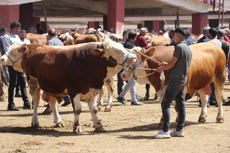 <p>Erzincan Belediyesi tarafından Erzincan-Sivas kara yolu üzerinde oluşturulan canlı hayvan pazarı, hareketlilik kazandı.</p>
<p> </p>